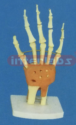 ADVANCED BIG LEFT ARM JOINT-FUNCTIONAL MODEL WEST-TYPE